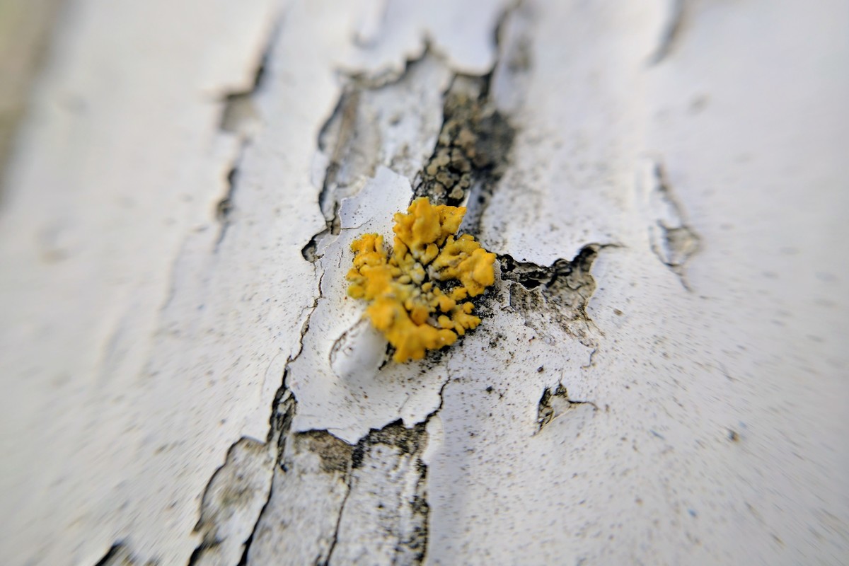 IMG\_20170427\_122035.jpg-1200