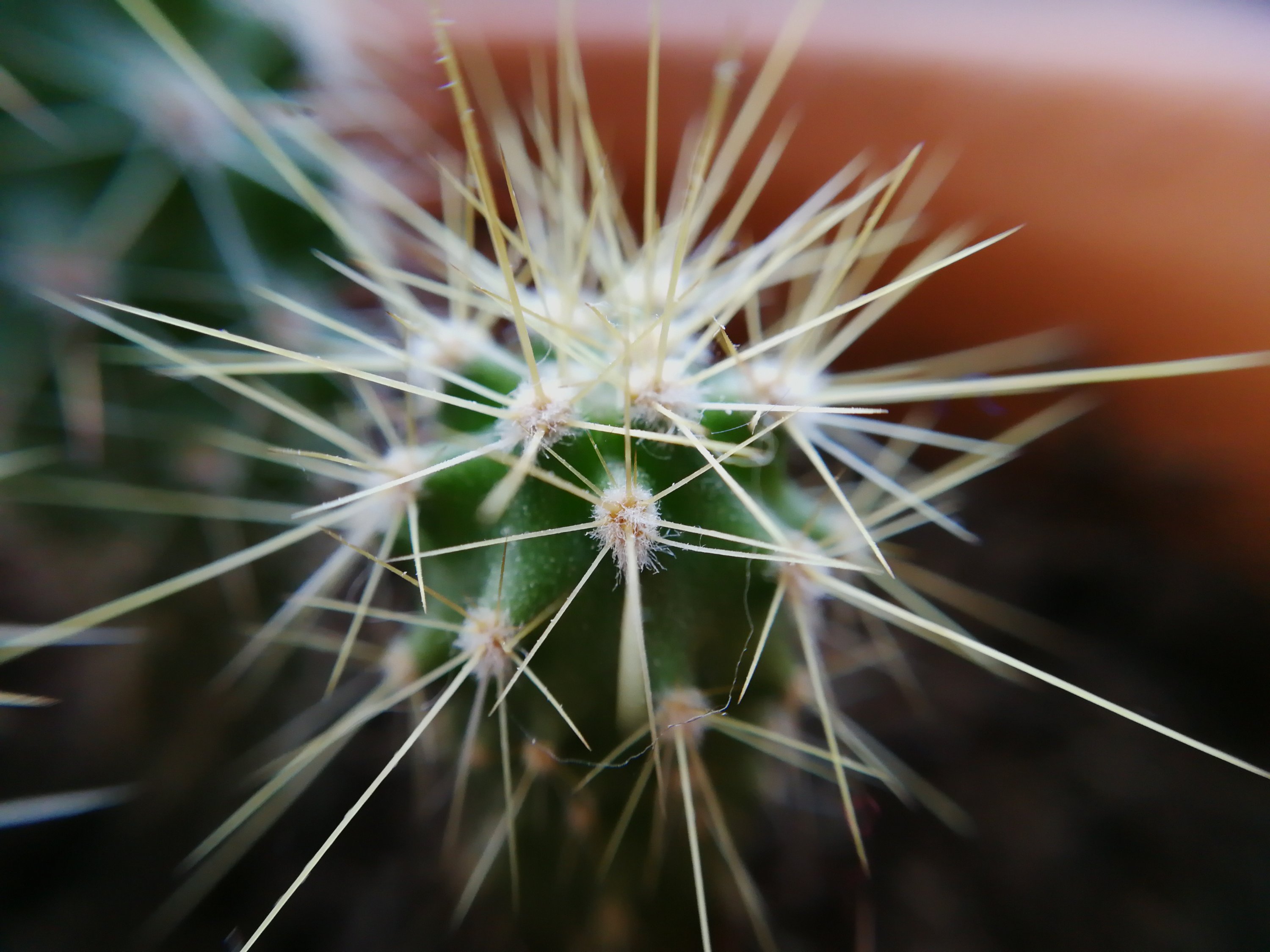 A tiny cactus in the kitchen
