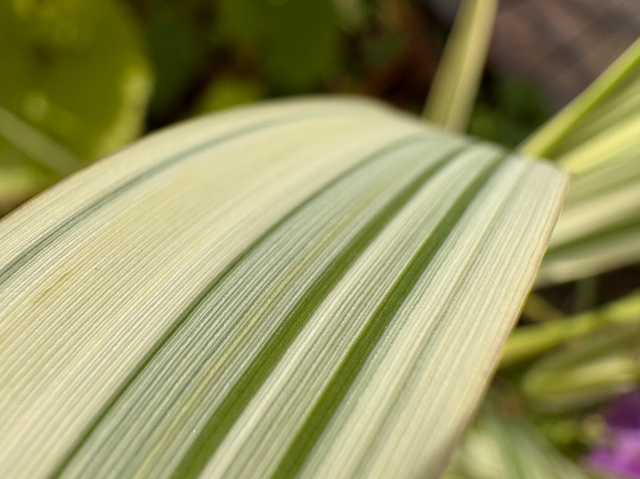 Nærbilde av et blad på en grønnplante.